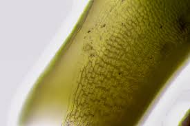 Attēlu rezultāti vaicājumam “Aloina rigida sporophyte”