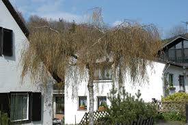 Attēlu rezultāti vaicājumam “Betula pendula Youngii”