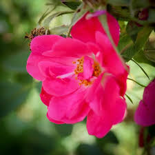 Attēlu rezultāti vaicājumam “Rosa glauca flower”