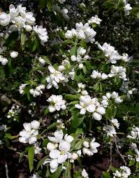 Attēlu rezultāti vaicājumam “Malus prunifolia”