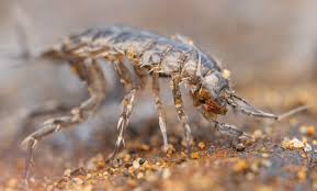 Attēlu rezultāti vaicājumam “Asellus aquaticus”