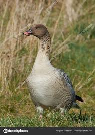 Attēlu rezultāti vaicājumam “Anser brachyrhynchus”