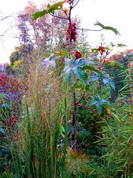 Attēlu rezultāti vaicājumam “Molinia caerulea flower”
