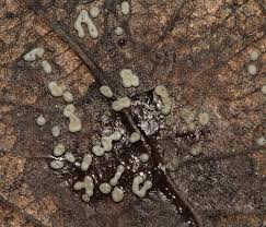 Attēlu rezultāti vaicājumam “Didymium sp.”