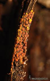 Attēlu rezultāti vaicājumam “Perichaena corticalis macro”