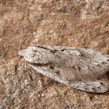 Attēlu rezultāti vaicājumam “Semioscopis avellanella”