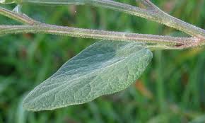 Attēlu rezultāti vaicājumam “Arctium tomentosum”
