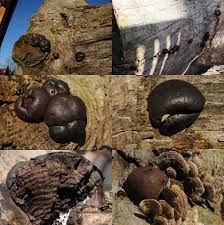 Attēlu rezultāti vaicājumam “Daldinia concentrica”