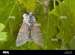 Attēlu rezultāti vaicājumam “Cerura vinula imago”