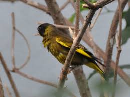 Attēlu rezultāti vaicājumam “Chloris chloris”