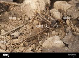 Attēlu rezultāti vaicājumam “Gryllus domesticus”