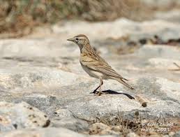 Image result for Calandrella brachydactyla