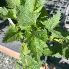 Attēlu rezultāti vaicājumam “Chenopodium acerifolium”