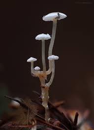 Attēlu rezultāti vaicājumam “Lycogala succineum sessile”