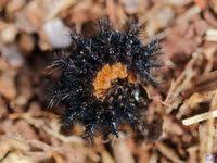 Attēlu rezultāti vaicājumam “Euphydryas maturna pupa”