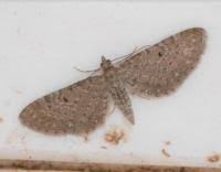 Attēlu rezultāti vaicājumam “Eupithecia satyrata”