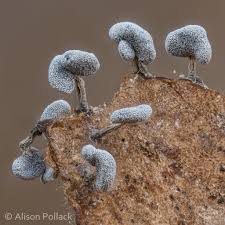 Attēlu rezultāti vaicājumam “Physarum compressum”