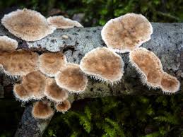 Attēlu rezultāti vaicājumam “Stereum fasciatum”