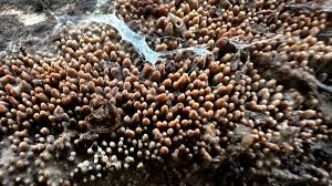 Attēlu rezultāti vaicājumam “Mycoacia fuscoatra”