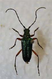 Attēlu rezultāti vaicājumam “Oxymirus cursor”