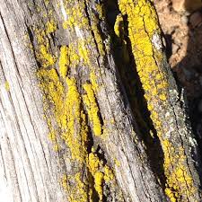 Attēlu rezultāti vaicājumam “Chrysothrix candelaris”