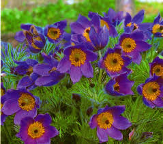 Image result for Kuhschelle