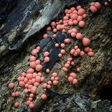 Attēlu rezultāti vaicājumam “Lycogala leopardinum”