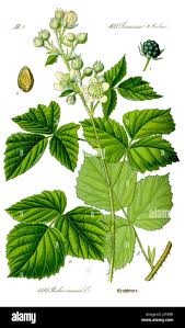 Attēlu rezultāti vaicājumam “Rubus caesius”
