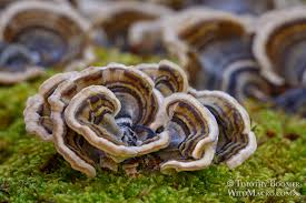 Attēlu rezultāti vaicājumam “Trametes versicolor”