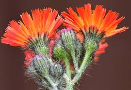 Image result for Hieracium aurantiacum