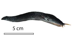 Attēlu rezultāti vaicājumam “Limax cinereoniger”