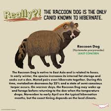 Attēlu rezultāti vaicājumam “Nyctereutes procyonoides”