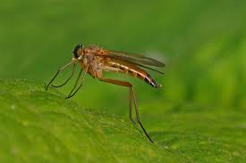 Attēlu rezultāti vaicājumam “Rhagionidae”