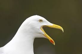 Attēlu rezultāti vaicājumam “Larus argentatus adult”