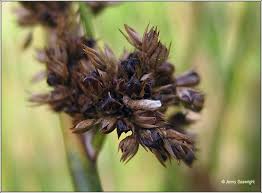 Attēlu rezultāti vaicājumam “Coleophora alticolella”