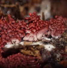 Attēlu rezultāti vaicājumam “Arcyria stipata”