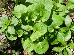 Attēlu rezultāti vaicājumam “Viola mirabilis leaf”