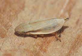 Attēlu rezultāti vaicājumam “Neophilaenus lineatus”