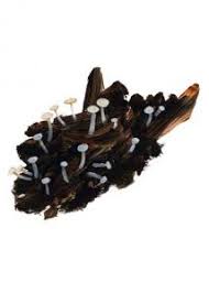 Attēlu rezultāti vaicājumam “Cudoniella acicularis”