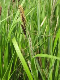 Attēlu rezultāti vaicājumam “Carex acutiformis”
