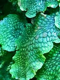 Attēlu rezultāti vaicājumam “Lophocolea minor macro”