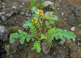 Attēlu rezultāti vaicājumam “Rorippa palustris”