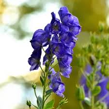Attēlu rezultāti vaicājumam “Aconitum napellus bud”