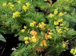 Attēlu rezultāti vaicājumam “Euphorbia cyparissias”