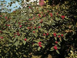 Attēlu rezultāti vaicājumam “Lonicera tatarica leaf”