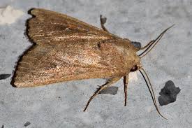 Attēlu rezultāti vaicājumam “Mythimna sp.”