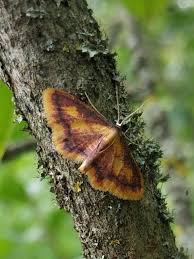 Attēlu rezultāti vaicājumam “Idaea muricata”