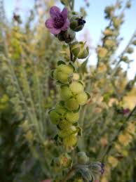 Attēlu rezultāti vaicājumam “Cynoglossum officinale fruit”
