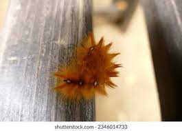 Attēlu rezultāti vaicājumam “Arctia caja larva”