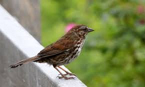 Image result for Melospiza melodia